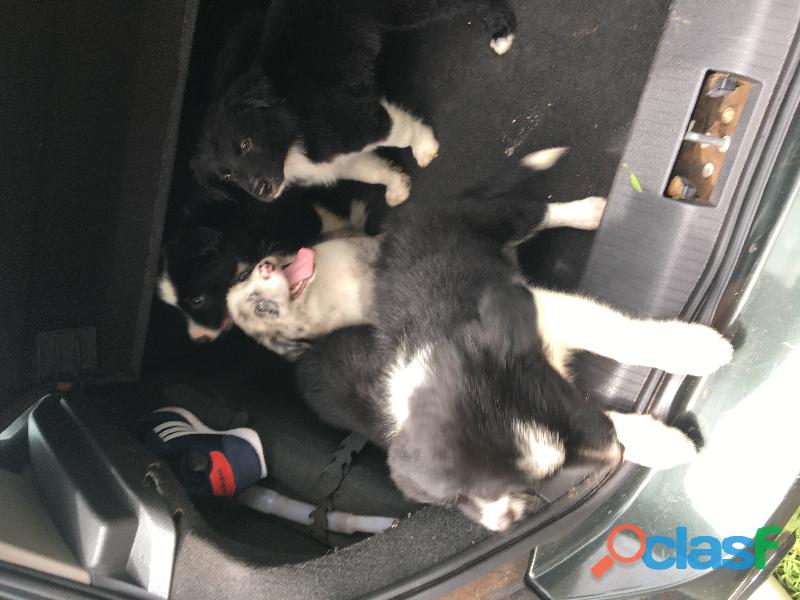 Vendo filhotes de Border Collie