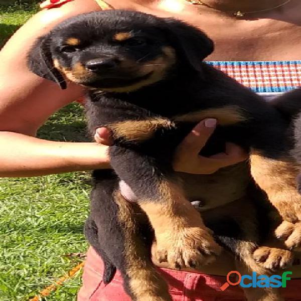 Rottweiler disponiveis RJ Raça Rottweiler