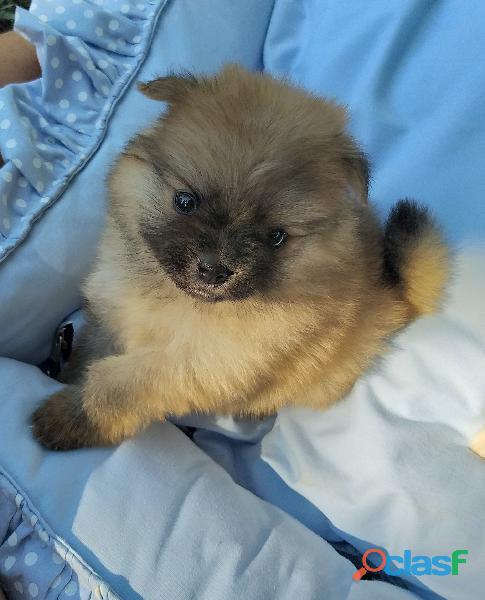 Spitz Alemão Anão Lulu da Pomerania disponíveis   canil especializado RJ