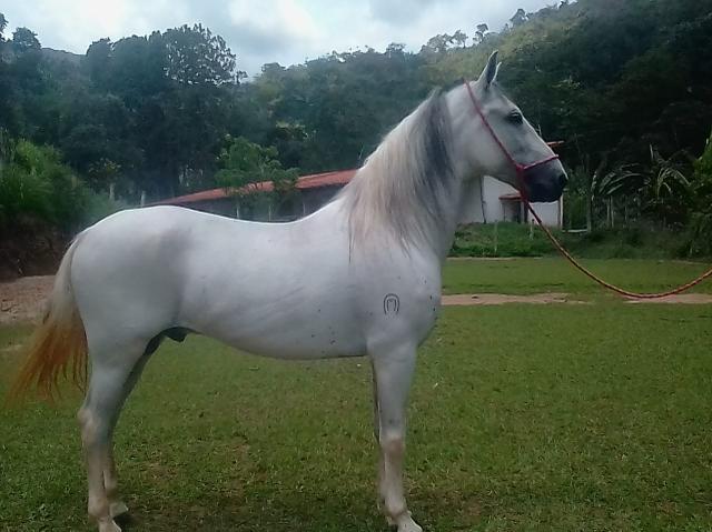 Égua frente aberta, mansa - Cavalos e acessórios - Pachecos, Palhoça  1252773521