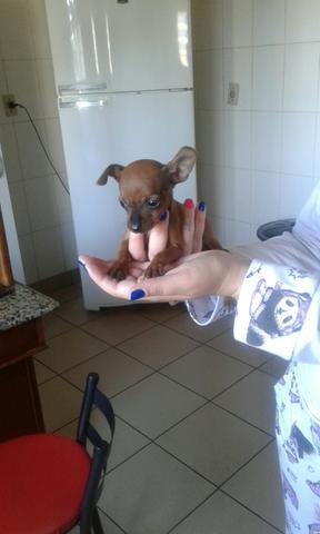 Pinscher número 0 com 50 dias vacinado.r$380.00