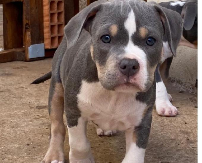 Filhotes de american bully