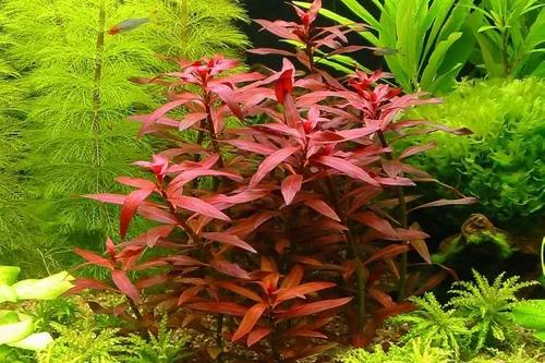 Planta Para Aquario(kits Promocional Contendo 30 Plantas)