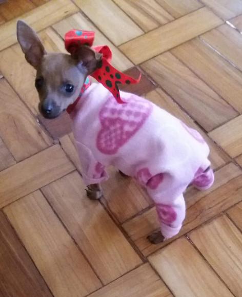 Pijama, macacao Pet