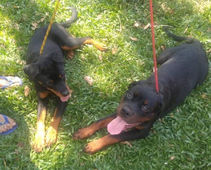 Rottweiler filhotes