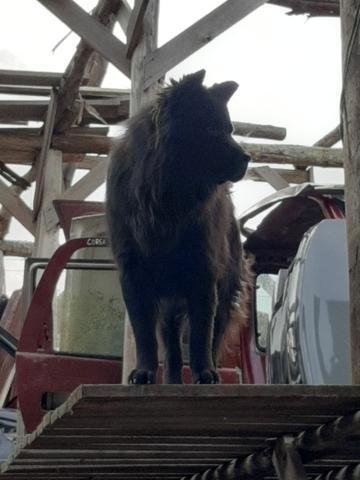 Doação chowchow preto super manso macho adulto