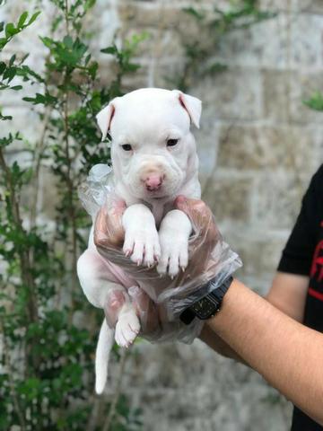 Pitbull com auxilio veterinario 24h *