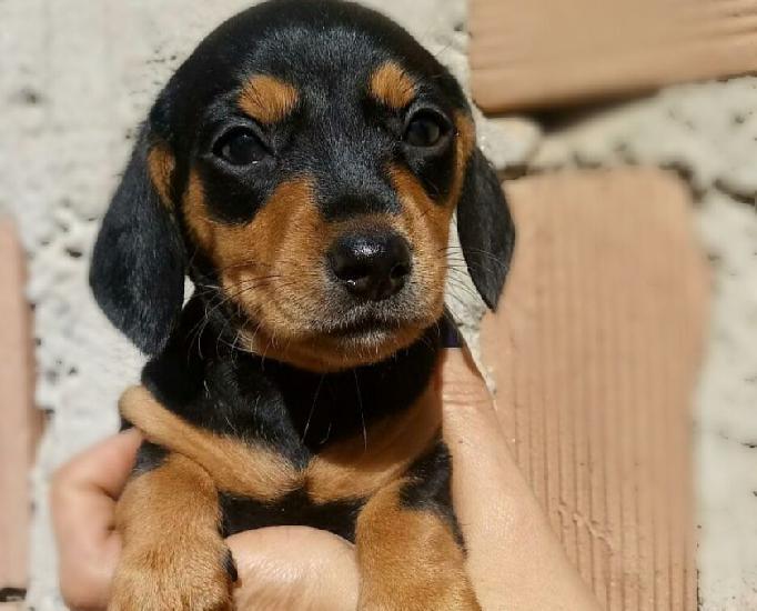 Filhotes De Basset Fêmeas Lindas