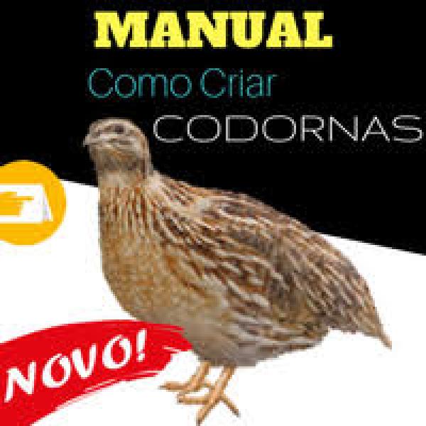 Como montar uma criação de codornas [Guia Completo...