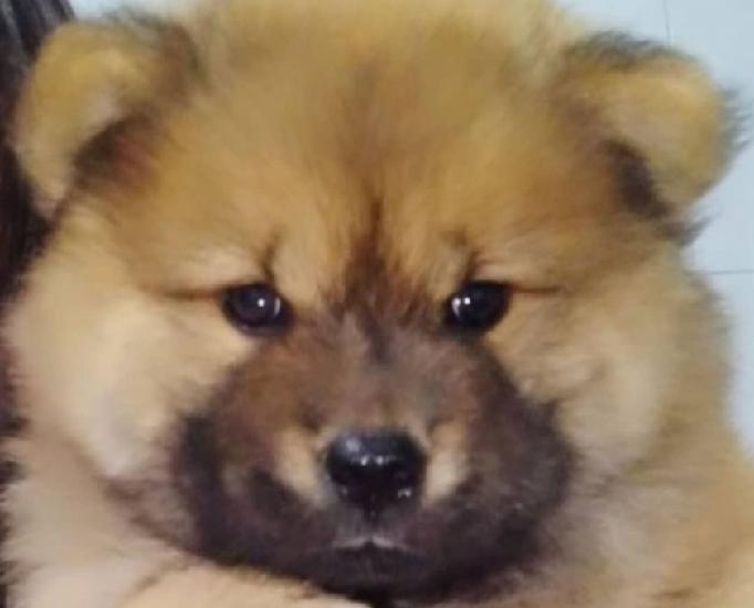 Filhote de chow chow