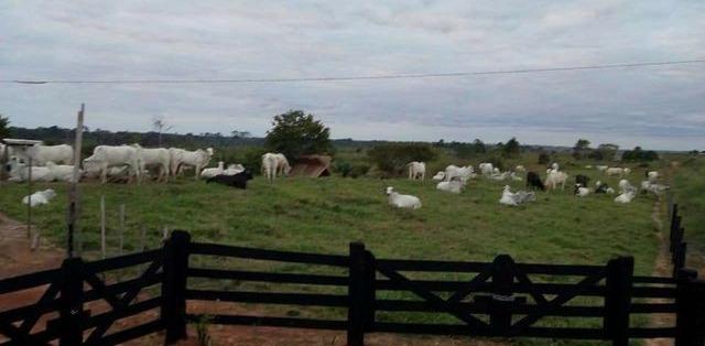 Fazenda sítio Fazenda / sítio com venda por R$800.000