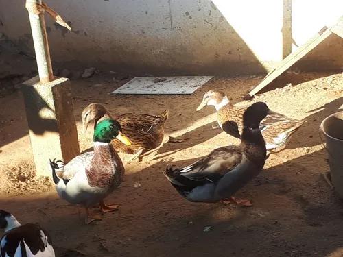 12 Ovos Ferteis, Galados De Marreco Mallard E Rouen