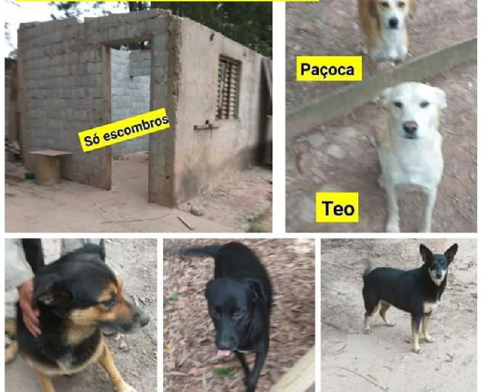 cães lindos, castraos e vacinados