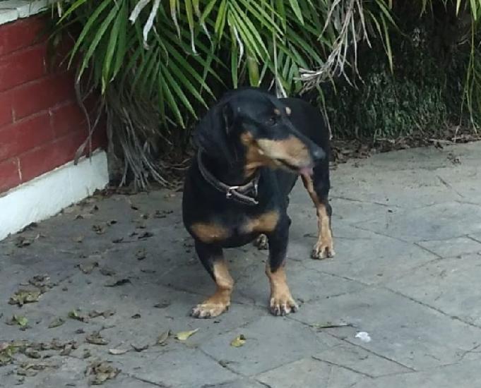 Doa-se um ótimo cachorro macho raça Daschund preto