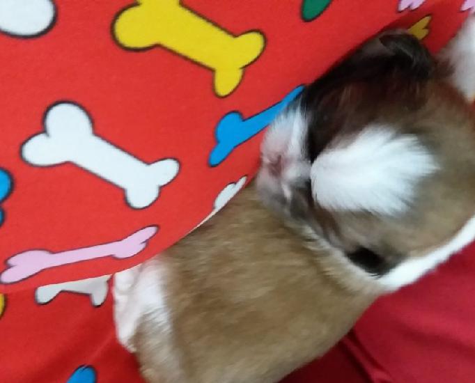 Shihtzu femiazinha porte peqno