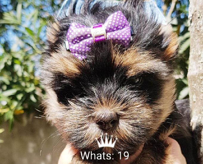 Yorkshire terrier lindos