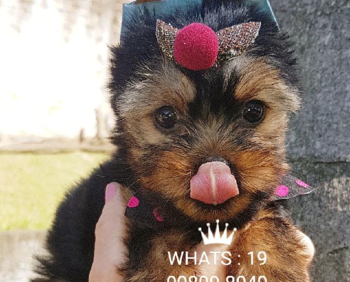 Yorkshire Terrier padrões exclusivos