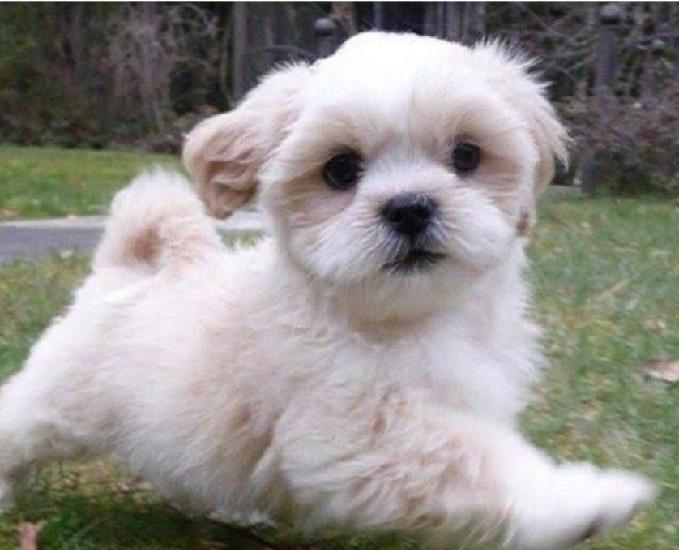 Filhote de lhasa apso macho