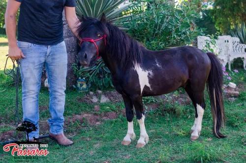 Pônei Mini Horse