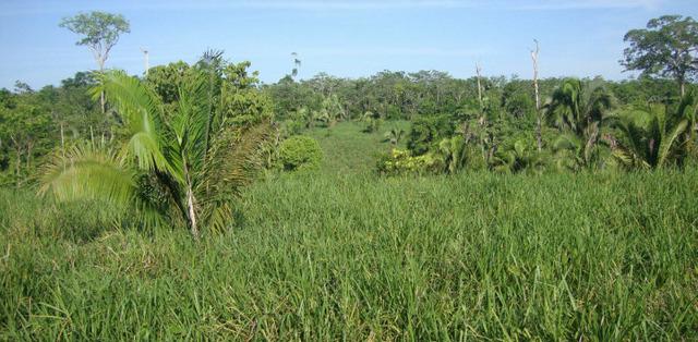 Rea de terra sena madureira acre - mgf imóveis