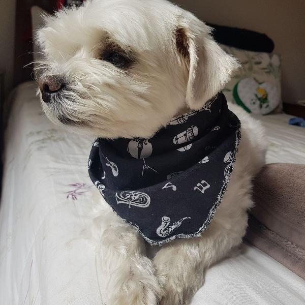 Pet Bandana Estampada P