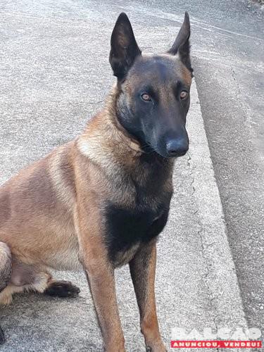 Cão pastor belga de malinois procura fêmea para