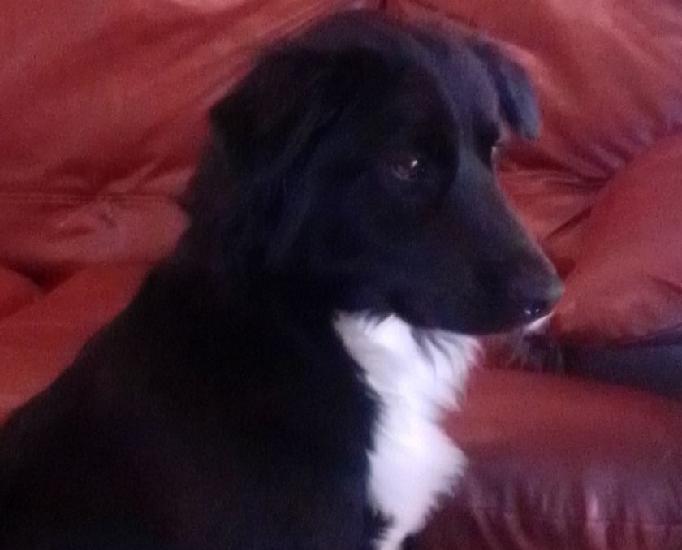 Border collie de 9 meses