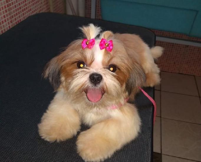 Lhasa apso micro macho aceito cartões entregamos