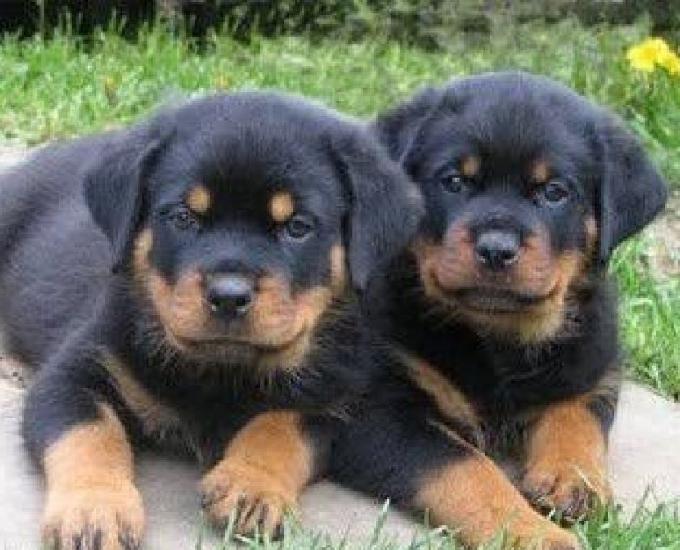 Rottweiler Cabeça De Touro