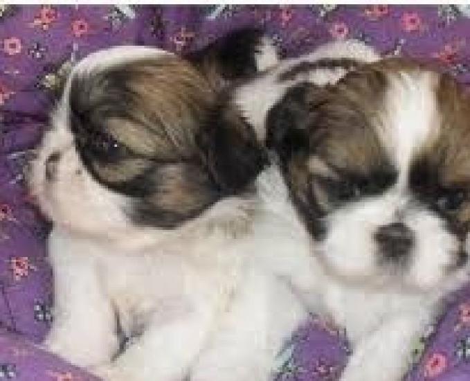 Shihtzu mini filhotes realmente selecionados