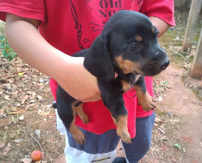 Basset dachshund