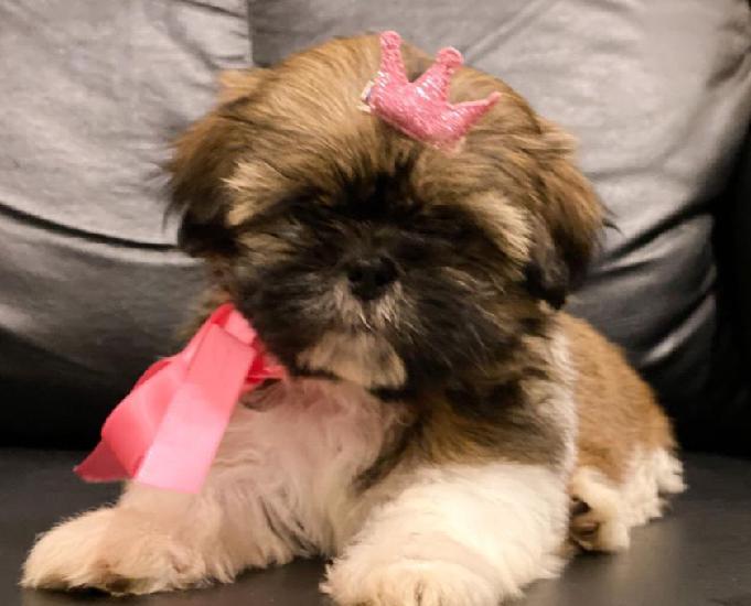 Fêmea Shihtzu a Pronta Entrega