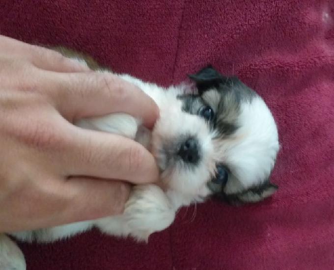 Oportunidade filhote de lhasa apso machinho