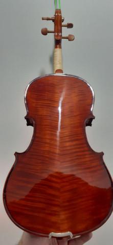 Viola eagle nova