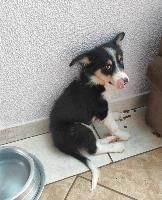 Border Collie - Tricollor