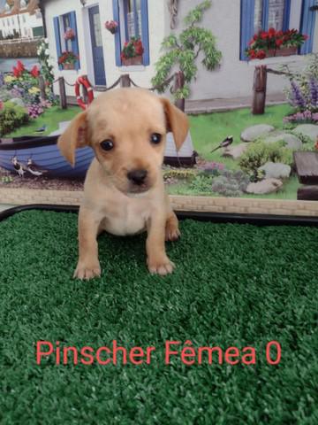 Pinscher macho e fêmea