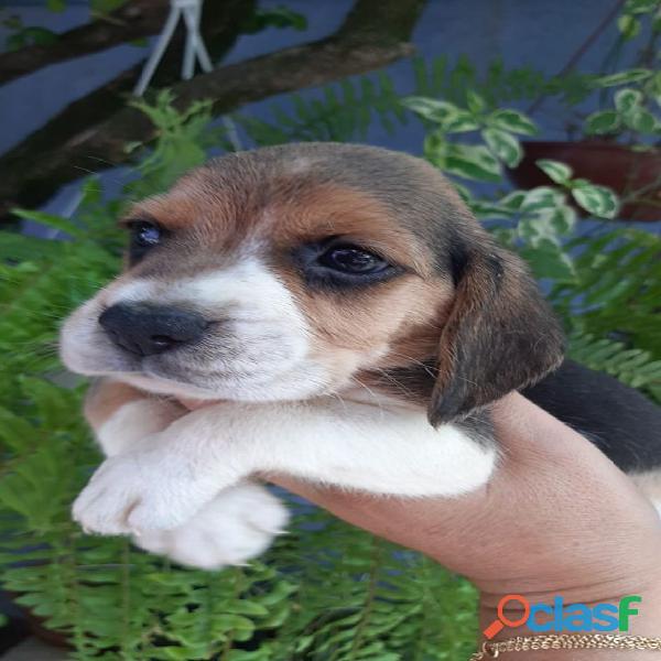 Lindos filhotinhos de Beagle com pedigree.