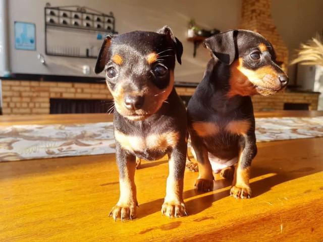 Pinscher miniatura