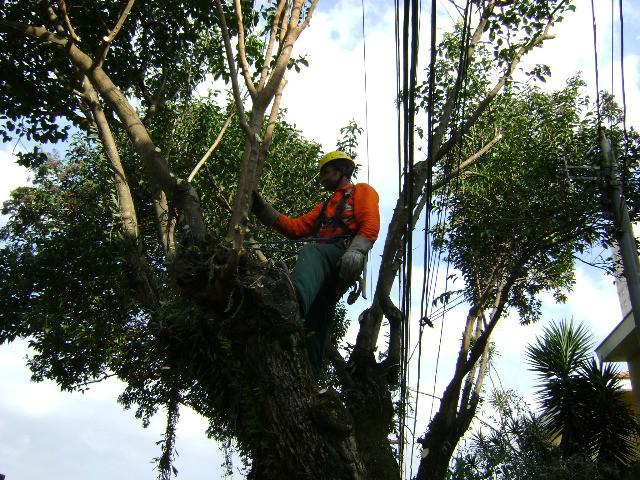 Poda e remoção de árvores