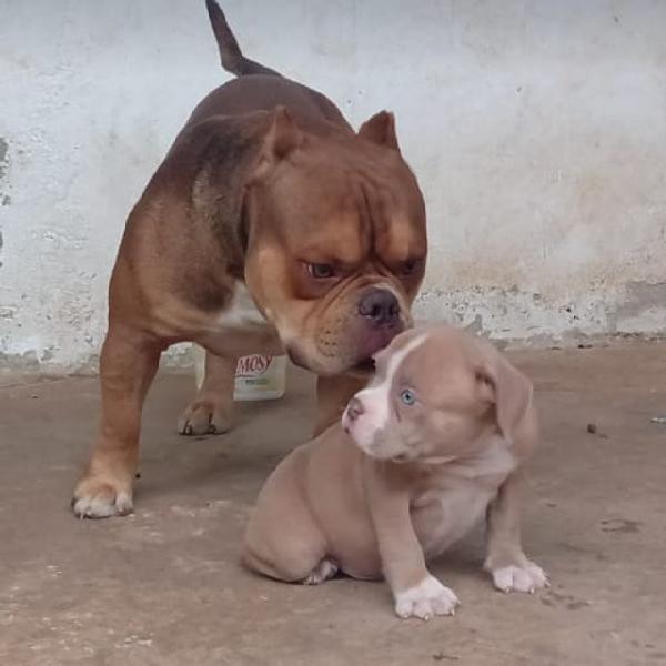 American Bully