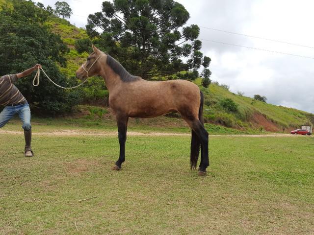 Potro Mangalarga Registrado Top parcelado no carne 30 vezes