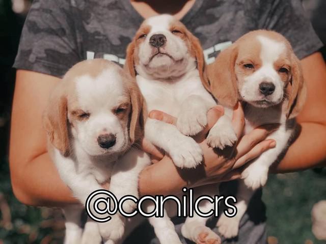 Beagle com pedigree e microchip em ate12x Beagle com pedigree e microchip em ate12x
