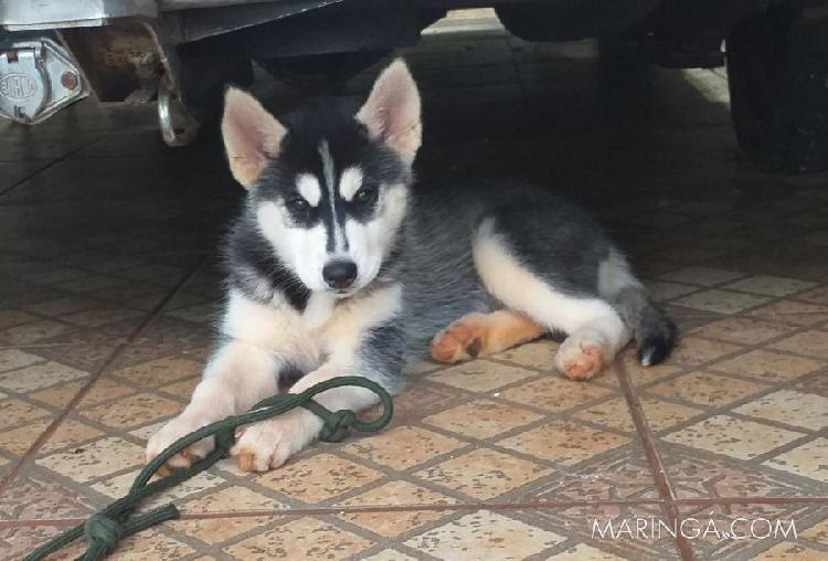 filhote husky siberiano