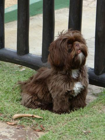 Shih tzu chocolate machos