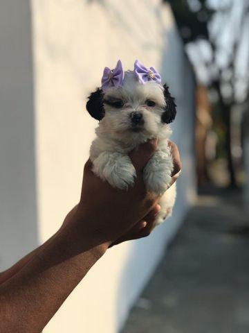 Lhasa Apso macho e fêmea pedigree