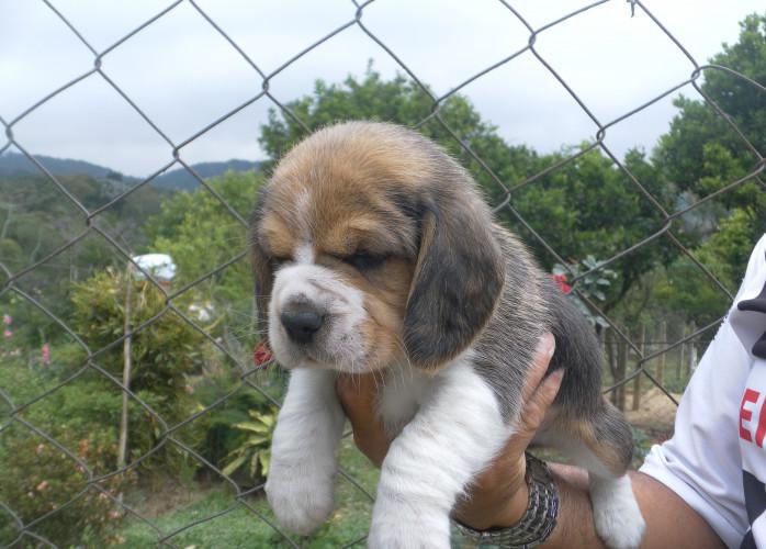 Beagle lindos filhotes