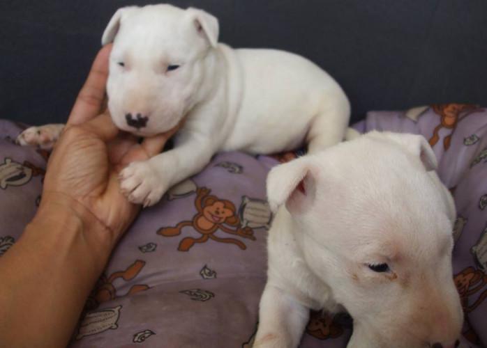 Bull terrier lindos filhotes