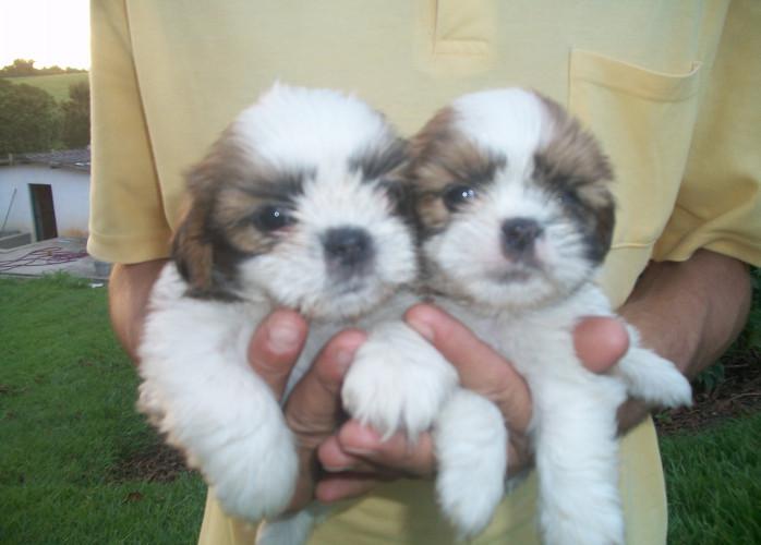 Shih tzu lindos filhotes