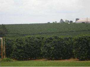 Fazenda, centro, 0 quarto, 0 vaga, 0 suíte