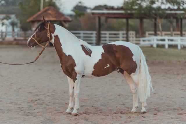 Cavalo crioulo